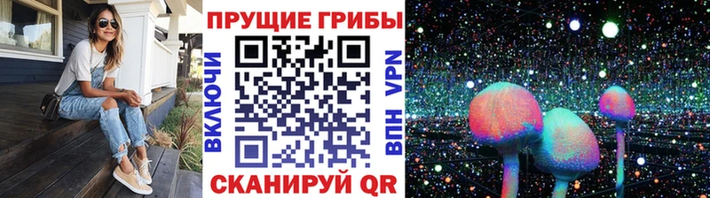 Псилоцибиновые грибы Psilocybine cubensis  Гатчина 